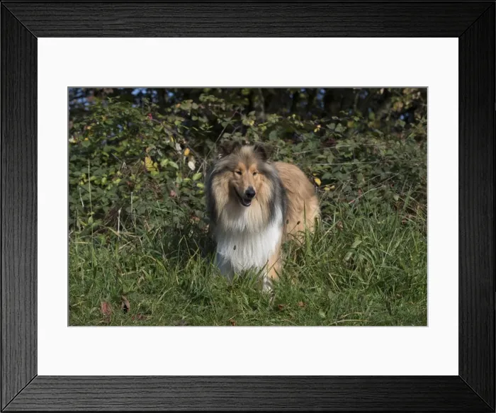 Framed Print : Picture No. 11773026 Framed Print : Picture No. 11773026