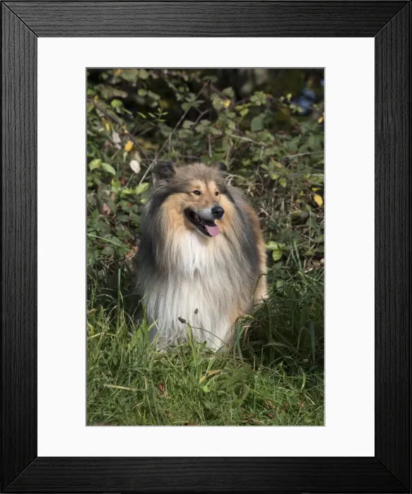Framed Print : Picture No. 11773027 Framed Print : Picture No. 11773027