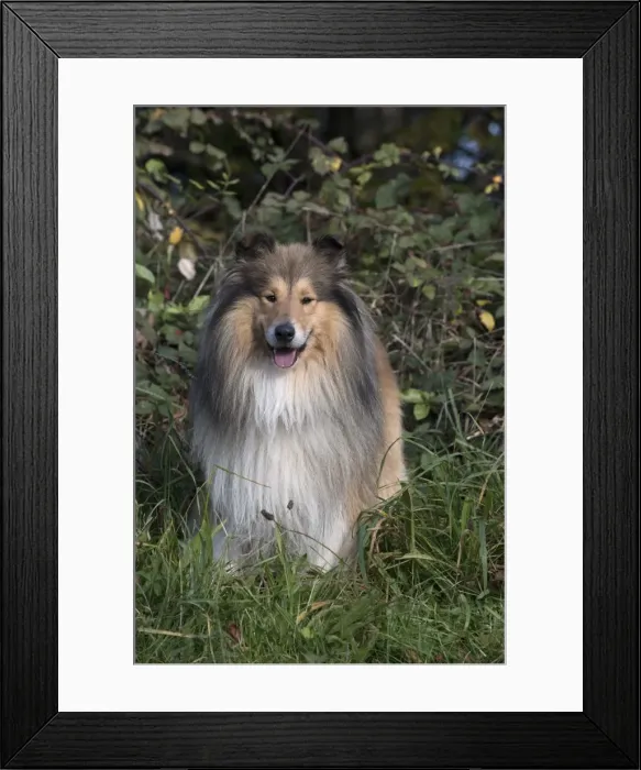 Framed Print : Picture No. 11773028 Framed Print : Picture No. 11773028
