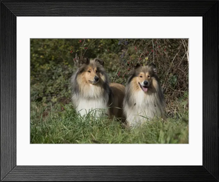 Framed Print : Picture No. 11773029 Framed Print : Picture No. 11773029