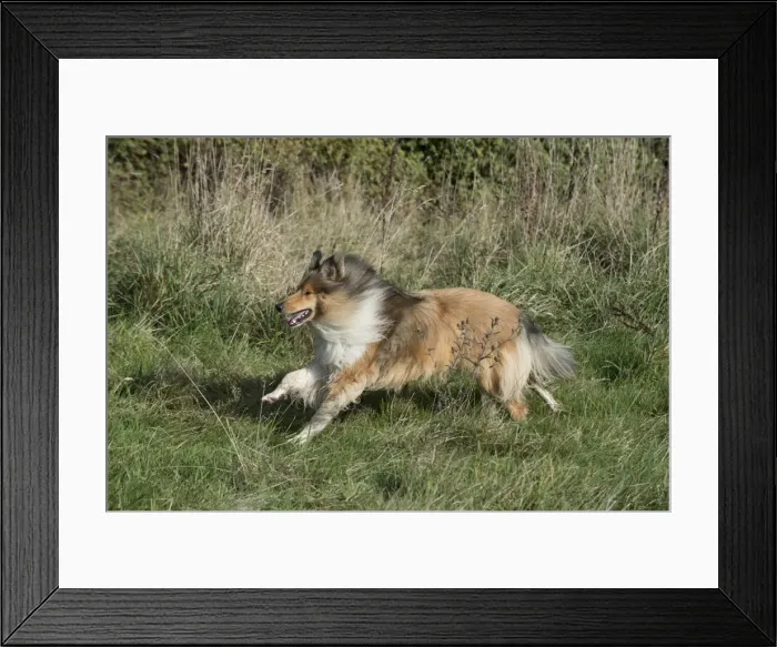 Framed Print : Picture No. 11773030 Framed Print : Picture No. 11773030