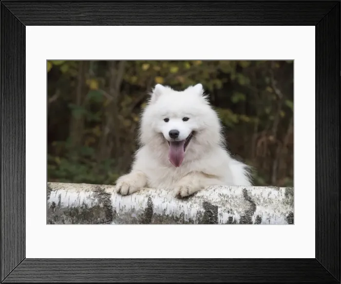 Framed Print : Picture No. 11773031 Framed Print : Picture No. 11773031