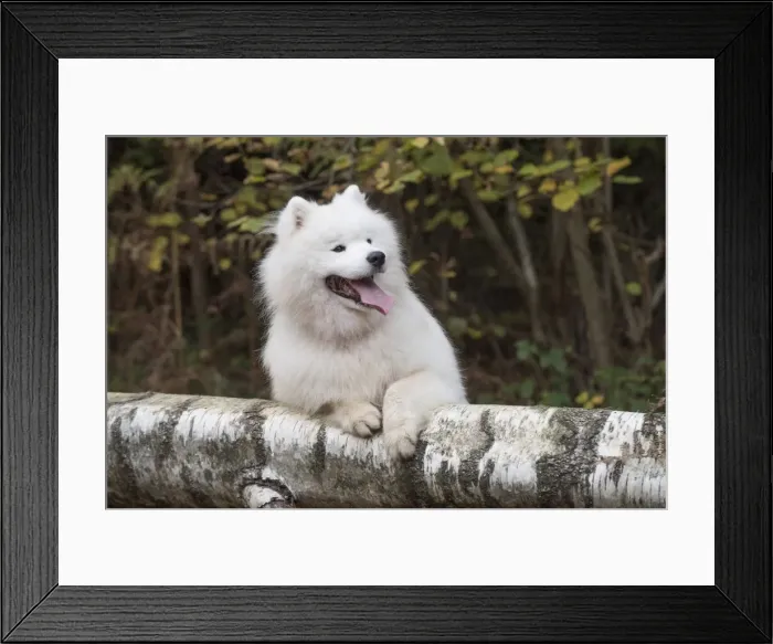 Framed Print : Picture No. 11773032 Framed Print : Picture No. 11773032
