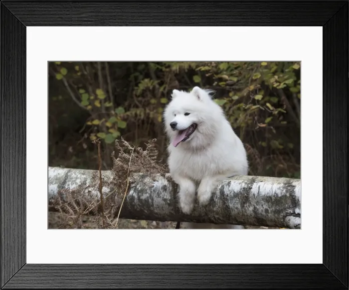 Framed Print : Picture No. 11773034 Framed Print : Picture No. 11773034
