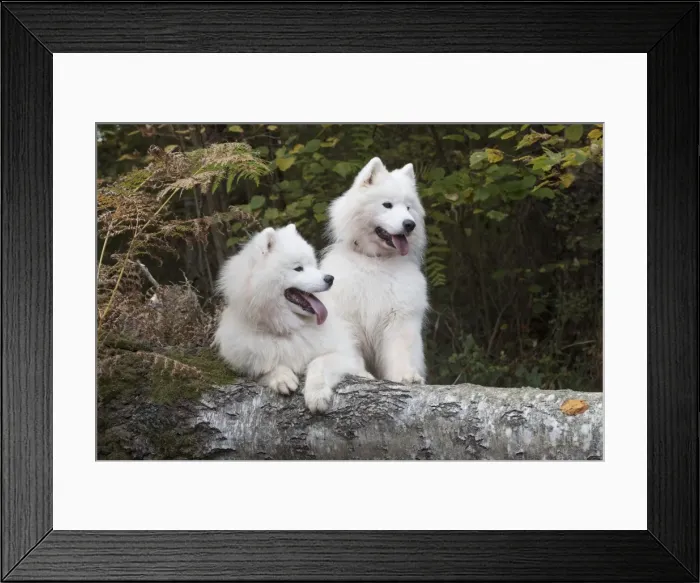 Framed Print : Picture No. 11773035 Framed Print : Picture No. 11773035