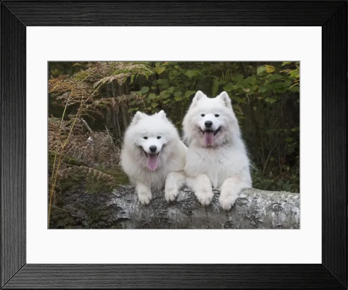 Framed Print : Picture No. 11773036 Framed Print : Picture No. 11773036
