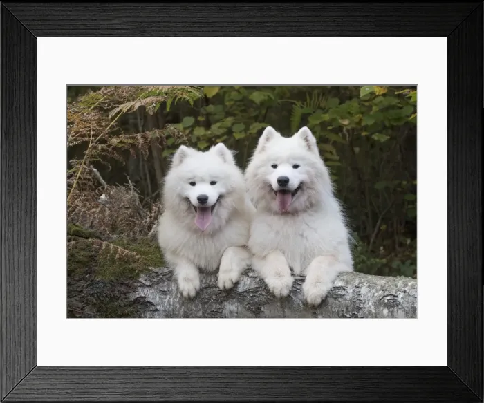 Framed Print : Picture No. 11773037 Framed Print : Picture No. 11773037
