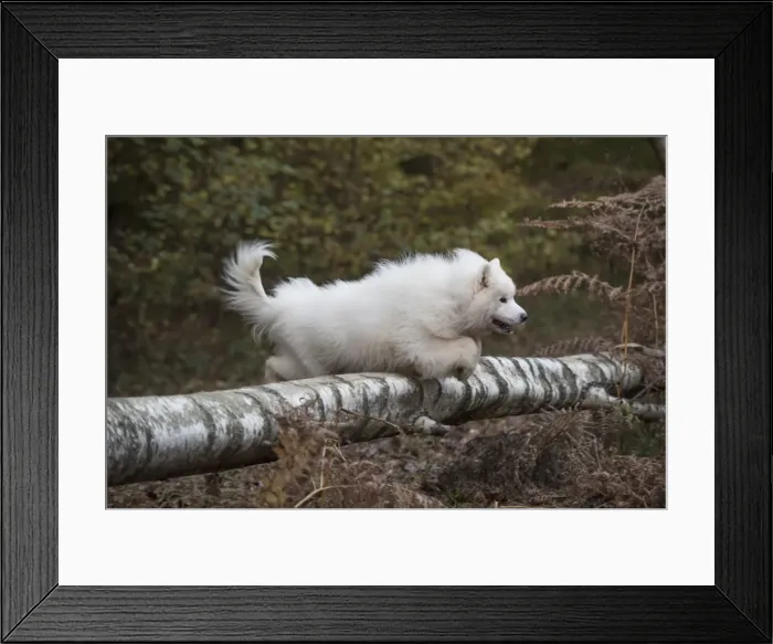 Framed Print : Picture No. 11773038 Framed Print : Picture No. 11773038