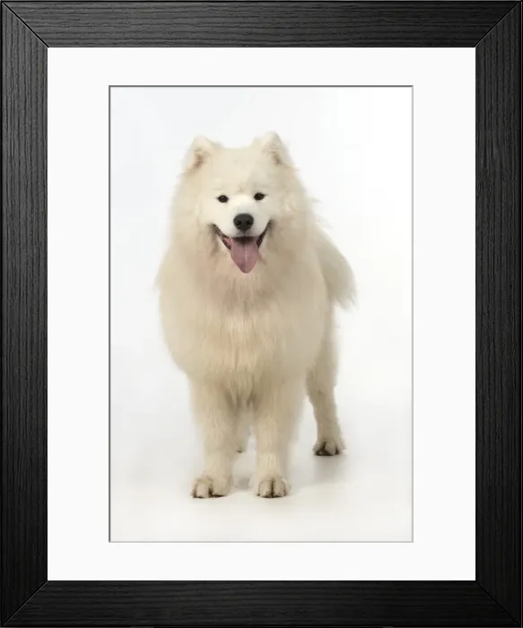 Framed Print : Picture No. 11773040 Framed Print : Picture No. 11773040