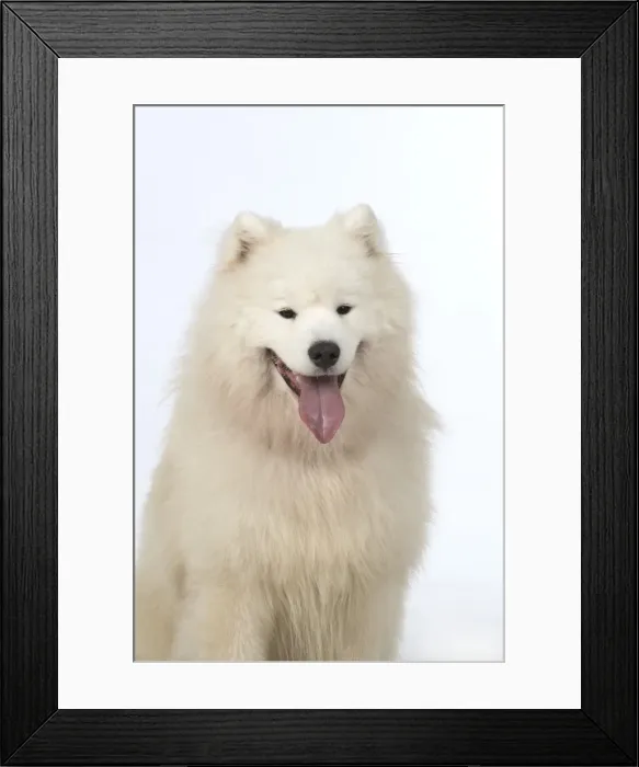 Framed Print : Picture No. 11773044 Framed Print : Picture No. 11773044