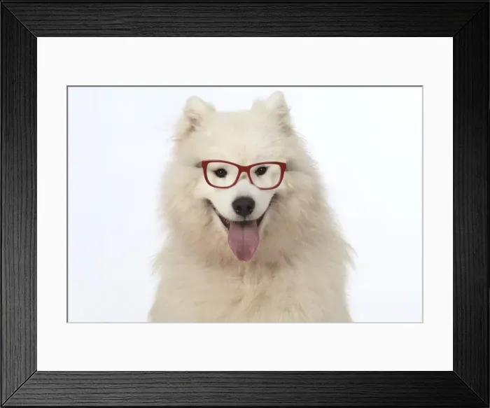 Framed Print : Picture No. 11773047 Framed Print : Picture No. 11773047