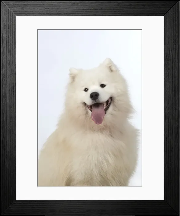 Framed Print : Picture No. 11773045 Framed Print : Picture No. 11773045