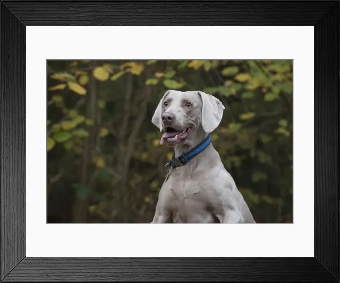 Framed Print : Picture No. 11773050 Framed Print : Picture No. 11773050