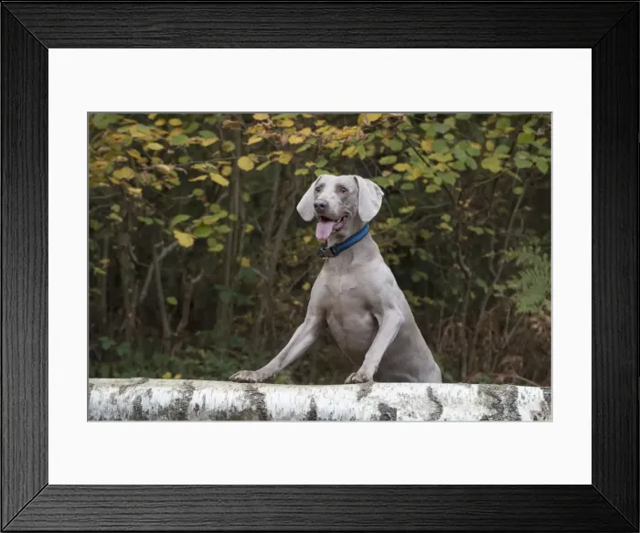 Framed Print : Picture No. 11773051 Framed Print : Picture No. 11773051