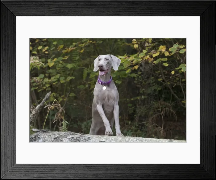 Framed Print : Picture No. 11773052 Framed Print : Picture No. 11773052