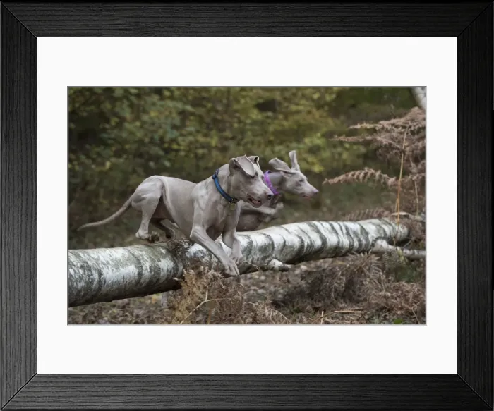 Framed Print : Picture No. 11773053 Framed Print : Picture No. 11773053