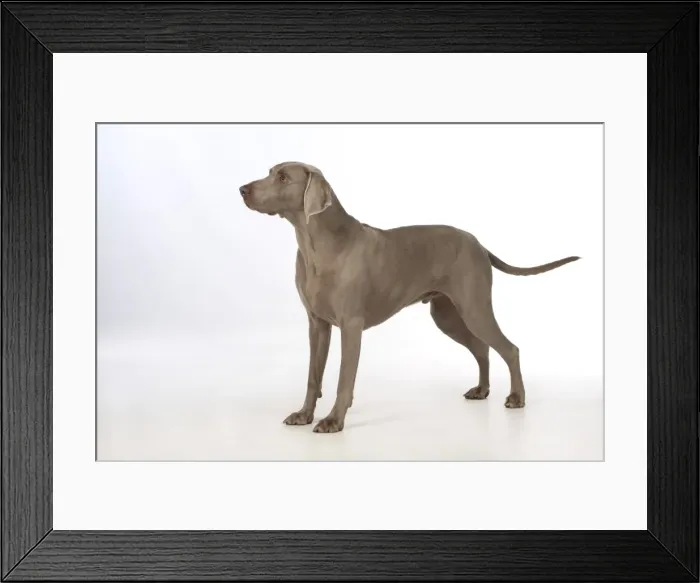 Framed Print : Picture No. 11773055 Framed Print : Picture No. 11773055