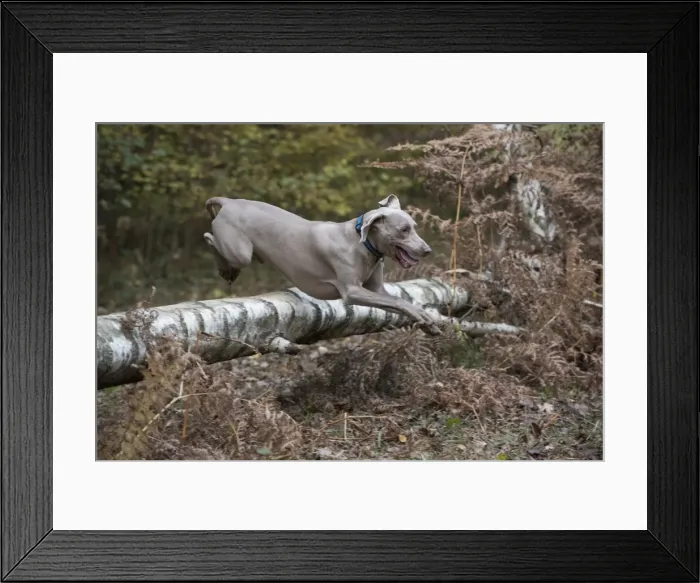 Framed Print : Picture No. 11773054