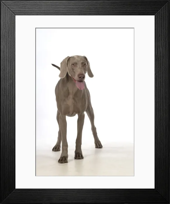 Framed Print : Picture No. 11773056 Framed Print : Picture No. 11773056