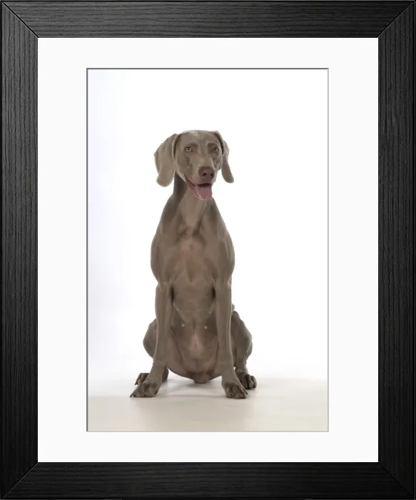 Framed Print : Picture No. 11773057 Framed Print : Picture No. 11773057