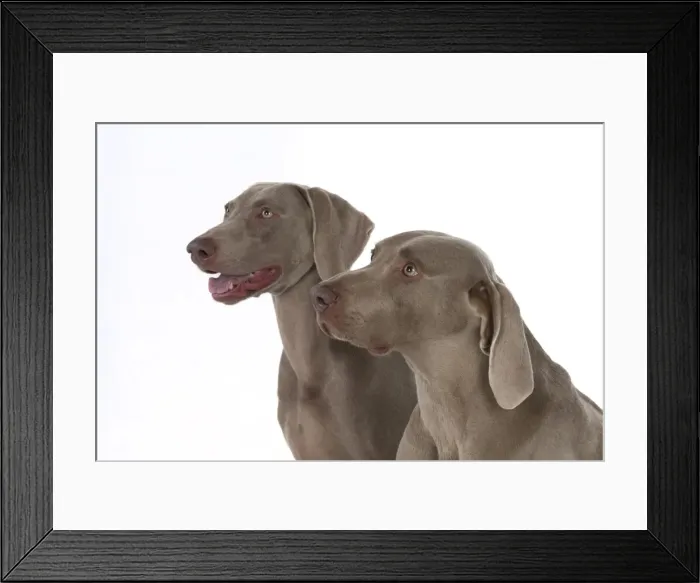 Framed Print : Picture No. 11773058 Framed Print : Picture No. 11773058