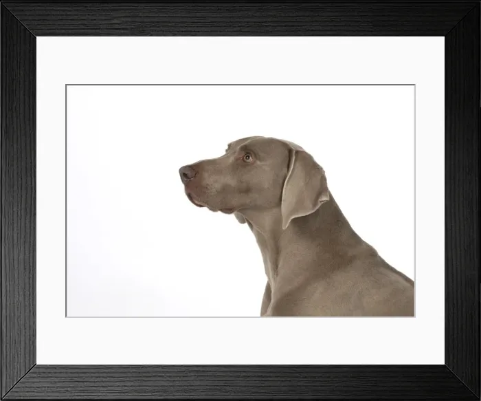 Framed Print : Picture No. 11773059 Framed Print : Picture No. 11773059