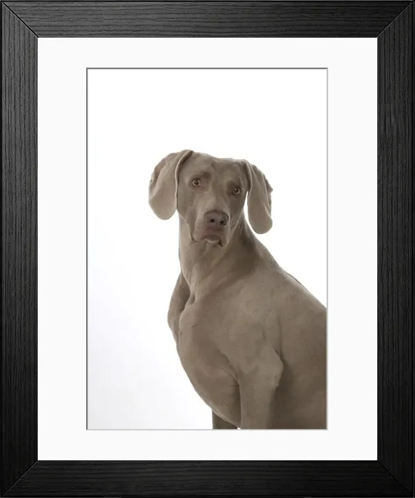 Framed Print : Picture No. 11773060 Framed Print : Picture No. 11773060
