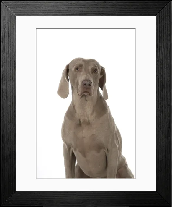 Framed Print : Picture No. 11773061 Framed Print : Picture No. 11773061