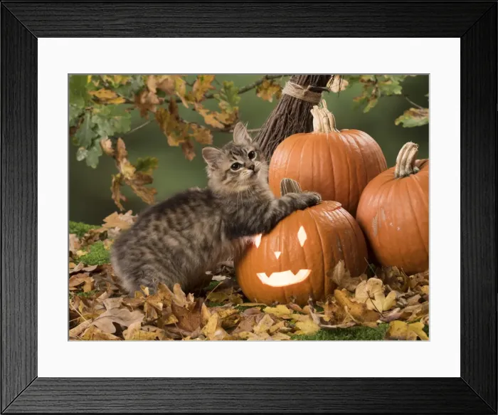 Framed Print : Picture No. 11773064 Framed Print : Picture No. 11773064