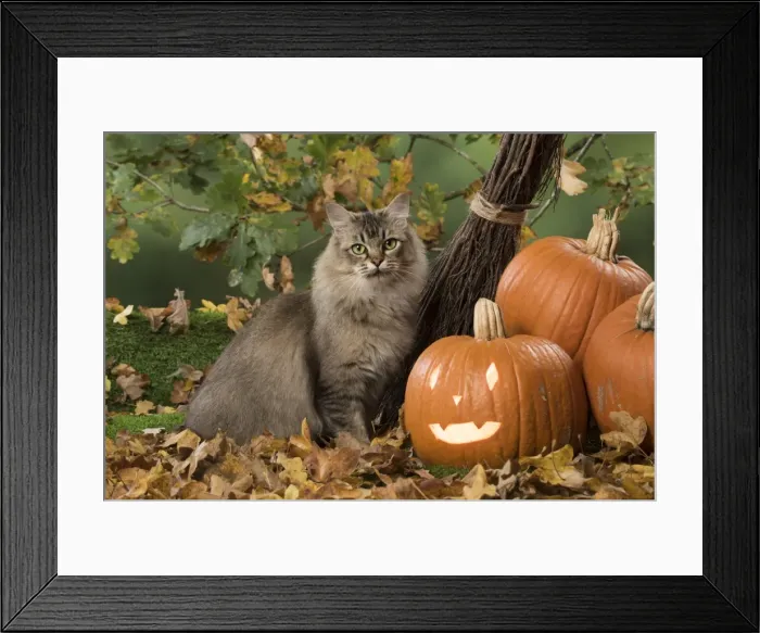 Framed Print : Picture No. 11773065 Framed Print : Picture No. 11773065