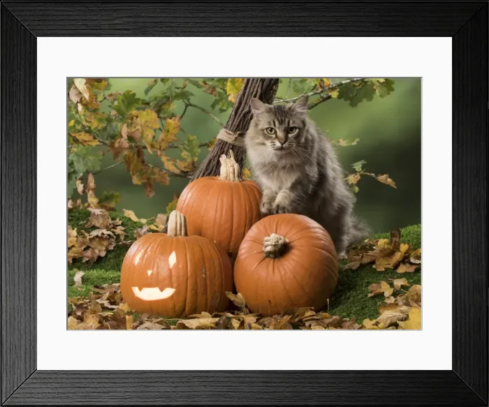 Framed Print : Picture No. 11773066 Framed Print : Picture No. 11773066
