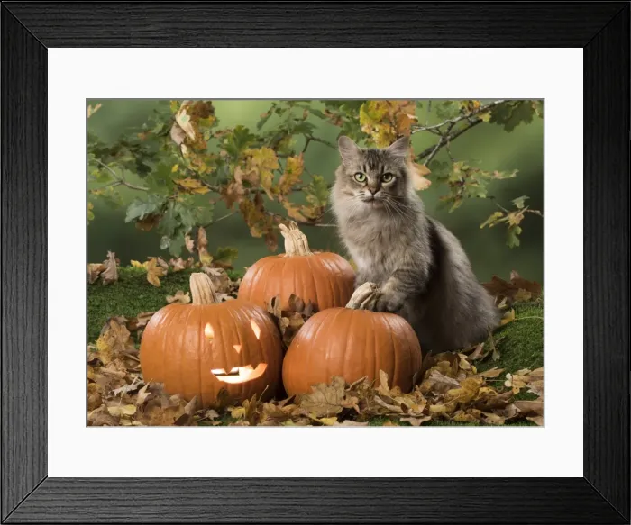 Framed Print : Picture No. 11773067 Framed Print : Picture No. 11773067