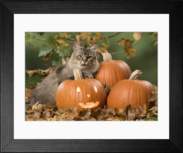 Framed Print : Picture No. 11773068 Framed Print : Picture No. 11773068