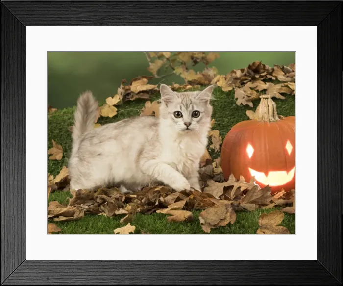 Framed Print : Picture No. 11773069 Framed Print : Picture No. 11773069