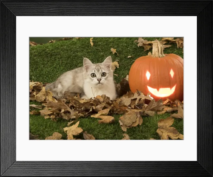 Framed Print : Picture No. 11773070