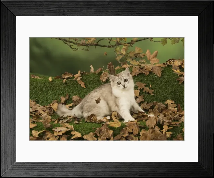 Framed Print : Picture No. 11773071 Framed Print : Picture No. 11773071