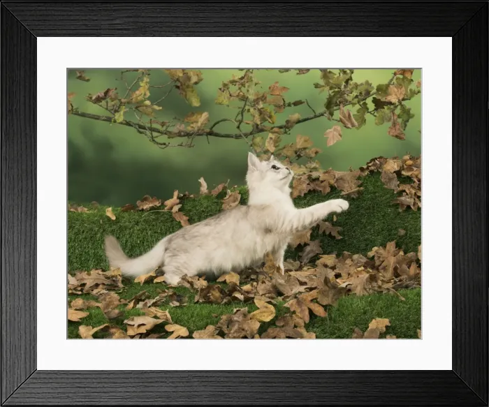 Framed Print : Picture No. 11773072 Framed Print : Picture No. 11773072