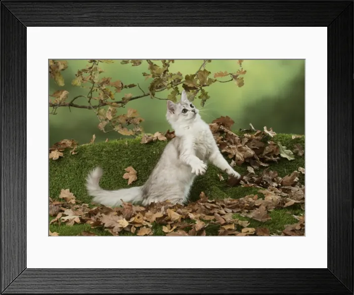 Framed Print : Picture No. 11773073 Framed Print : Picture No. 11773073