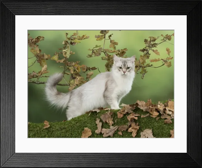 Framed Print : Picture No. 11773074 Framed Print : Picture No. 11773074