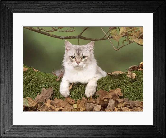 Framed Print : Picture No. 11773075 Framed Print : Picture No. 11773075