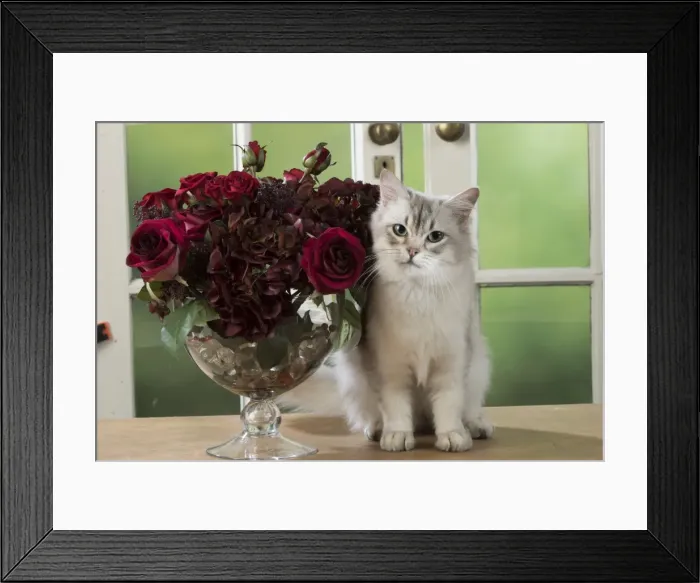 Framed Print : Picture No. 11773076 Framed Print : Picture No. 11773076
