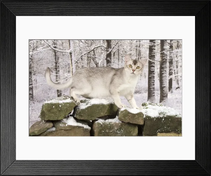 Framed Print : Picture No. 11773077 Framed Print : Picture No. 11773077