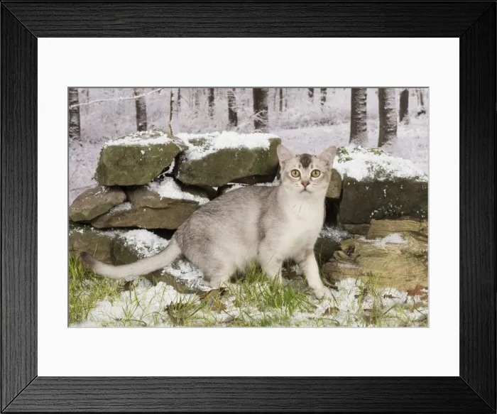 Framed Print : Picture No. 11773078 Framed Print : Picture No. 11773078
