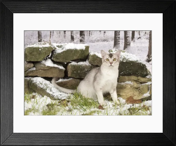 Framed Print : Picture No. 11773079 Framed Print : Picture No. 11773079