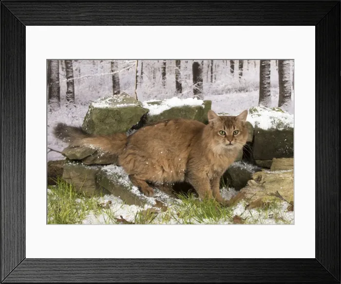 Framed Print : Picture No. 11773080 Framed Print : Picture No. 11773080