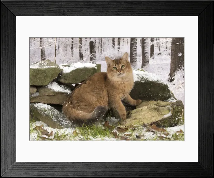 Framed Print : Picture No. 11773081 Framed Print : Picture No. 11773081