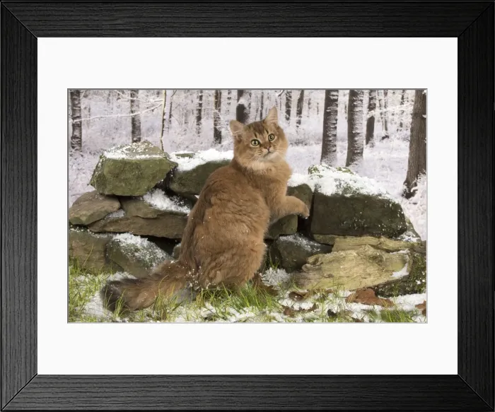 Framed Print : Picture No. 11773082 Framed Print : Picture No. 11773082