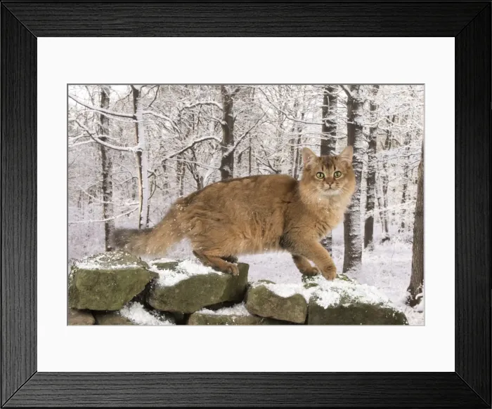 Framed Print : Picture No. 11773083 Framed Print : Picture No. 11773083