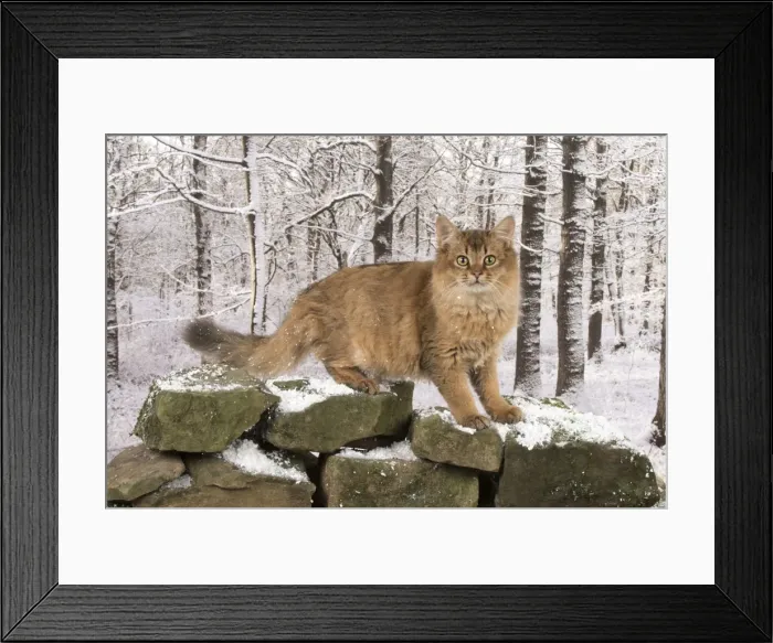 Framed Print : Picture No. 11773084 Framed Print : Picture No. 11773084