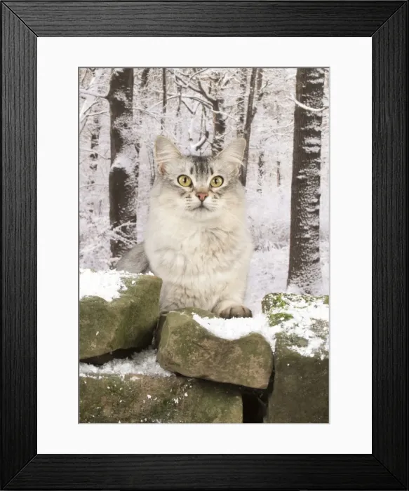 Framed Print : Picture No. 11773085 Framed Print : Picture No. 11773085